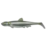 Evergreen International Lures Last Ace 140 Swim Ayu