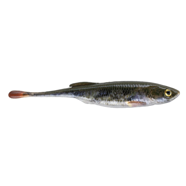 Berkley PowerBait Drip Minnow 5" 4-pk