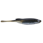 Berkley PowerBait Drip Minnow 5" 4-pk
