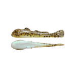 Grumpy Bait Round Goby. Lake St Clair 2.6" 8-pk