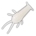 Great Lakes Finesse Ned Bug 2.3" 6-pk