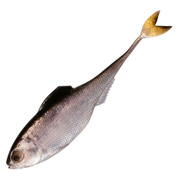 6th Sense Fiction Shad 2.2" Live Shad 7-pk