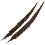 Wapsi 1 Pair Ringneck Tail Feathers