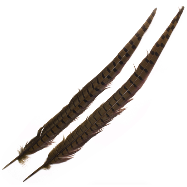 Wapsi 1 Pair Ringneck Tail Feathers