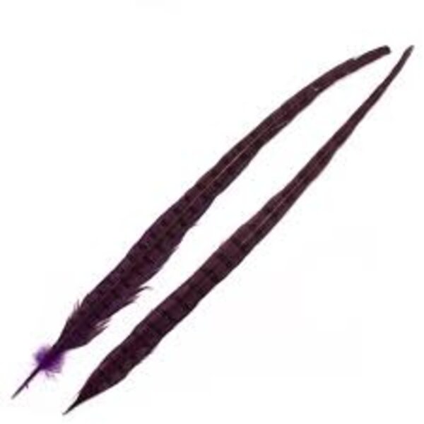 Wapsi 1 Pair Ringneck Tail Feathers