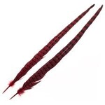 Wapsi 1 Pair Ringneck Tail Feathers