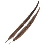 Wapsi 1 Pair Ringneck Tail Feathers