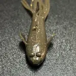 Outdoor Junkys  Thingamajig 2.75"