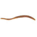 Berkley PowerBait Power Floating Trout Worm 3"