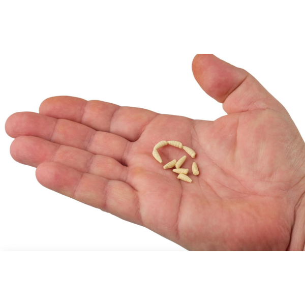 Berkley  Gulp® Waxies