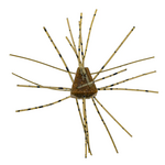 X Zone  GBO 13mm Salted (4 Pack)