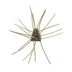 X Zone  GBO 13mm Salted (4 Pack)