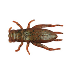 Berkley Gulp Cricket 1" 8-pk