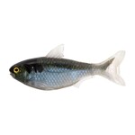Live Target Shad  4.5"