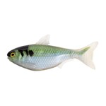 Live Target Shad  4.5"