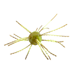 Strike King Tumbleweed Salted 3" Summer Craw 4-pk