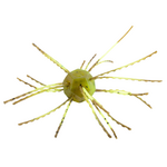 Strike King Tumbleweed Floatin' 3"