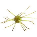 Strike King Tumbleweed Salted 3"