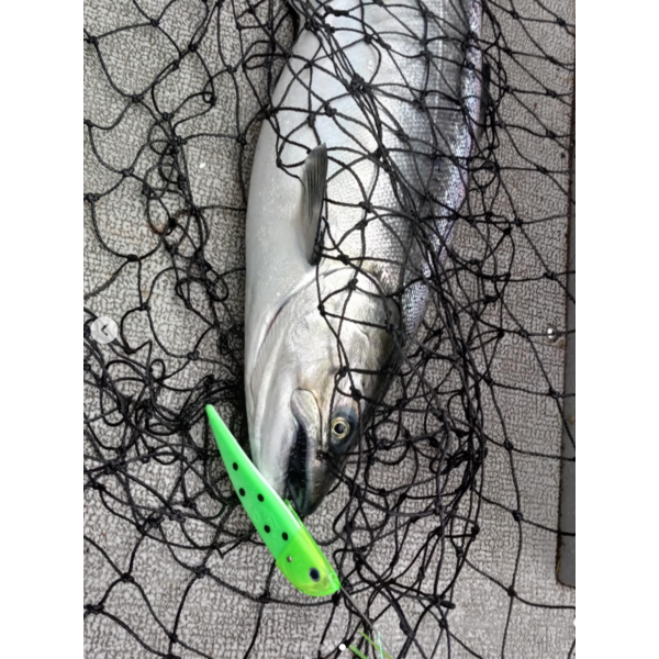 Death Roe  Felon Filet 4 1/2" Artificial Herring