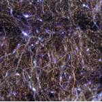 Hareline Dubbin  Senyo's Laser Dub