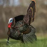 Avian-X HDR Strutter Tom Decoy