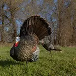 LCD Strutter Tom Decoy