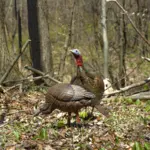 HDR Feeding Hen Decoy
