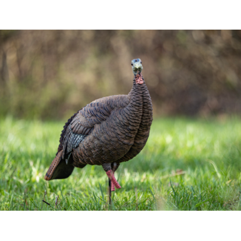 HDR Hen Decoy
