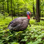 LCD Quarter-Strut Jake Turkey Decoy