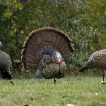 Trophy Tom Decoy