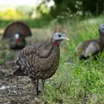 LCD Breeder Hen Decoy