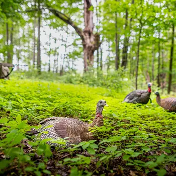 Laydown Hen Decoy