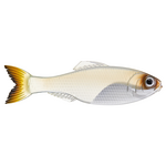 6th Sense Panorama 9.0 Pro Blue Minnow 1-pk