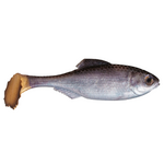 6th Sense Masterclass Panorama Swimbait 2.9