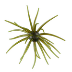 Hag's Baits Prickly Pear 19mm