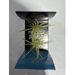 Hag's Baits Prickly Pear 9.9mm