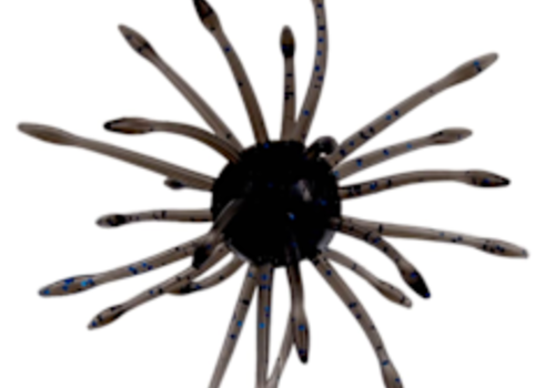 Urchin Baits