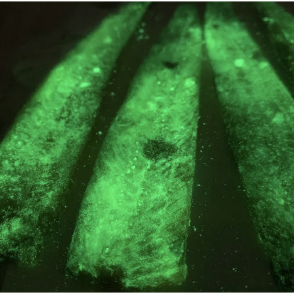 Big One Bait Company Frozen Herring Strips Glow. 5pk