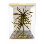 Big Lunks Elastomer "Coike Style"  15mm Pumpkin Pardy