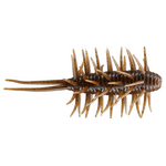 Hideup Coike Shrimp Medium