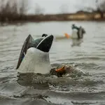 Avian-X Power Butt Kicker Drake Mallard