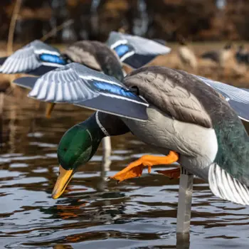 Avian X Powerflight Mallard Spinning Wing Duck Decoy