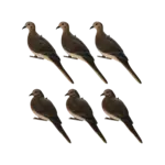 Avian-X Full Body Dove Decoys 6 Pack