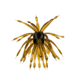 6th Sense  The Abstract Urchin Bait 12mm