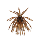 6th Sense  The Abstract Urchin Bait 18mm