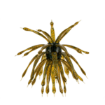 6th Sense  The Abstract Urchin Bait 18mm
