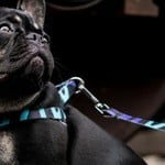 Dog Harnesses