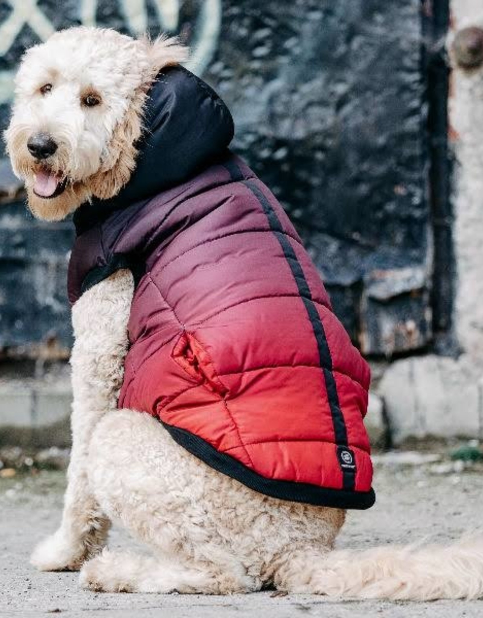 goldendoodle winter coat