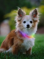 NITE IZE - Nite Howl Rechargable LED Safety Necklace (Multiple Colour Options)