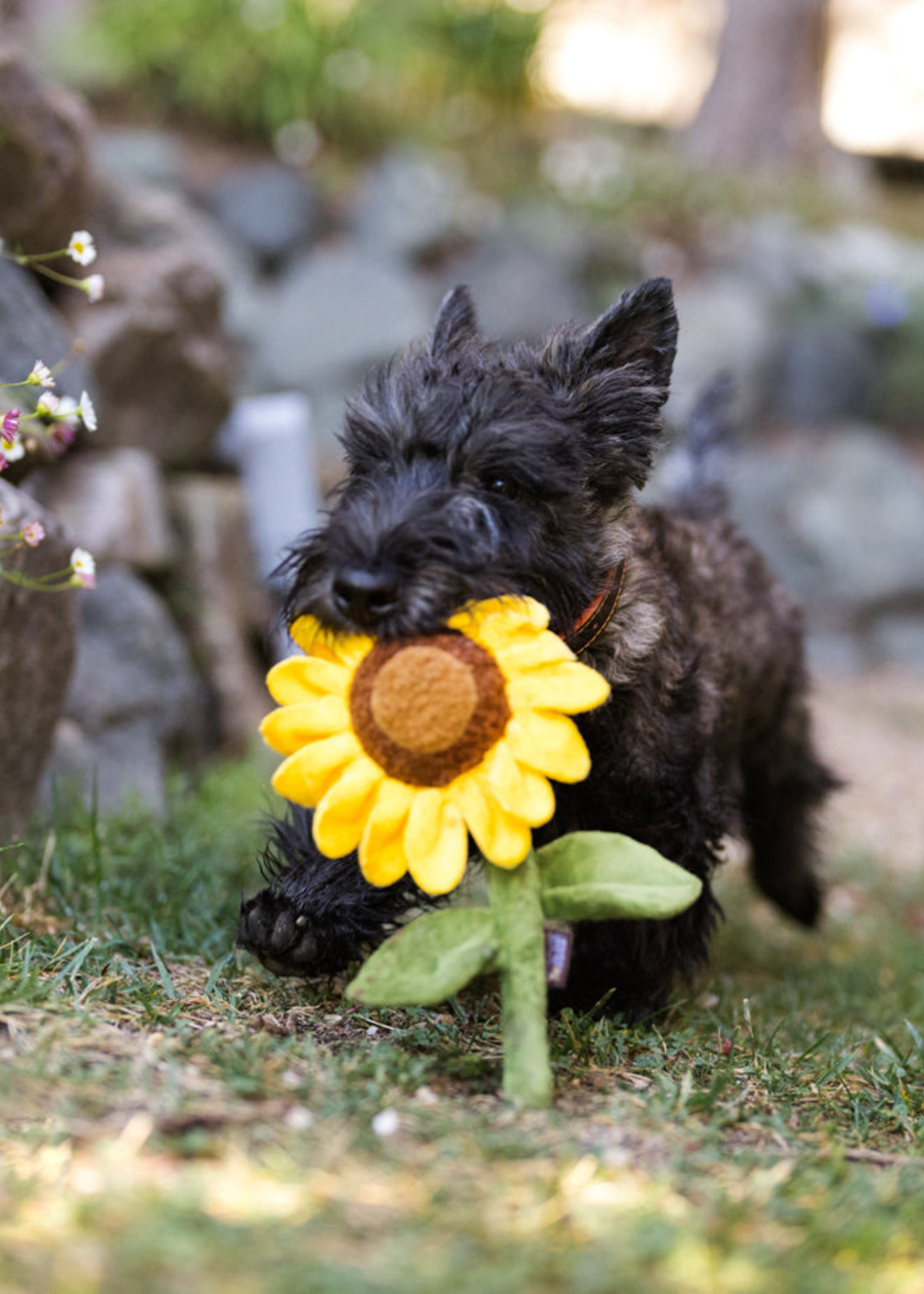 Blooming Buddies Collection - Sunflower